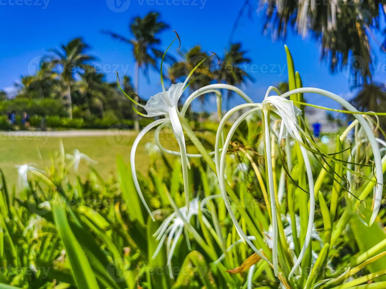 Hymenocallis caribaea caribbean spiderlily unique white flower Tulum