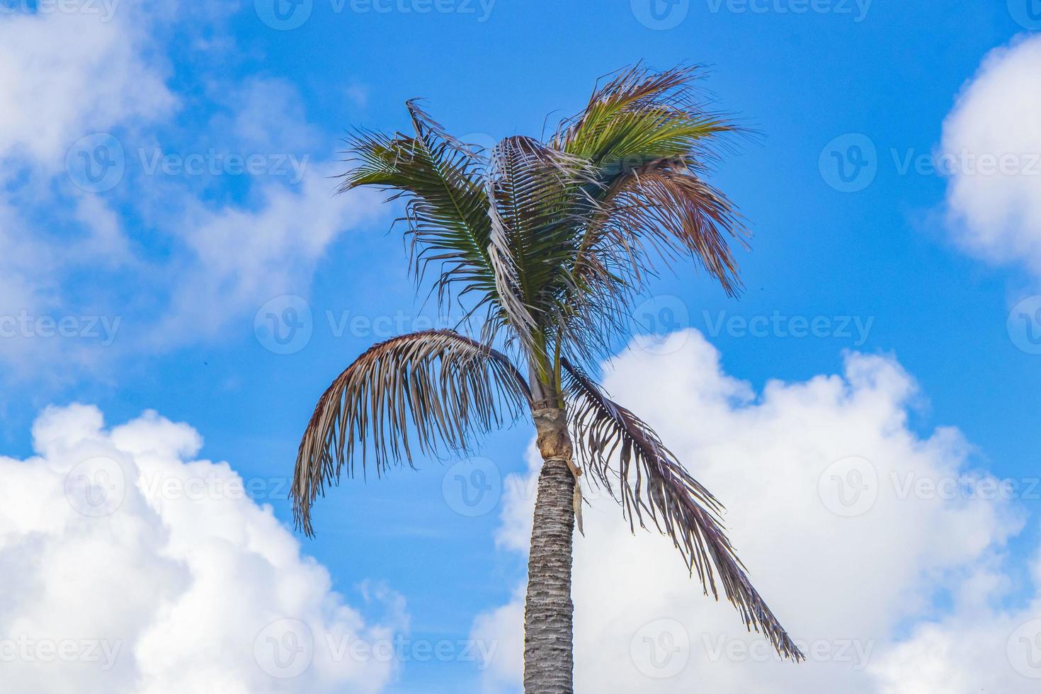 Tropical natural palm tree coconuts blue sky in Mexico. photo