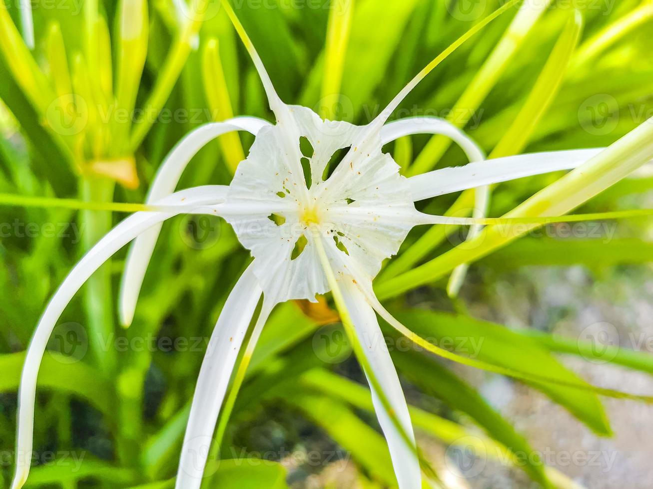 Hymenocallis caribaea caribbean spider-lily unique white flower Tulum Mexico. photo