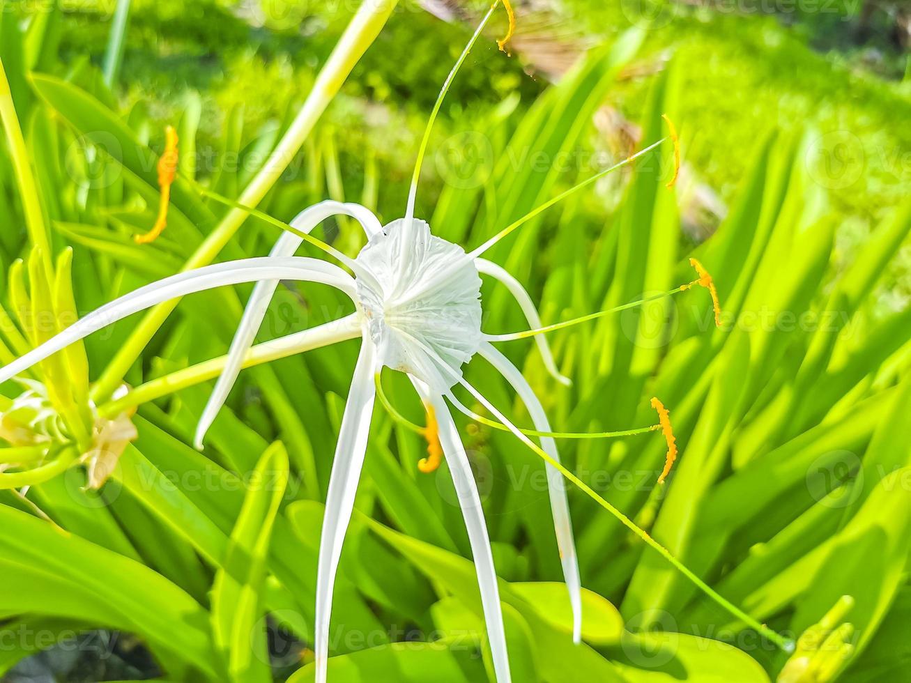 Hymenocallis caribaea caribbean spider-lily unique white flower Tulum Mexico. photo