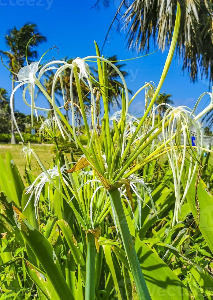 Hymenocallis caribaea caribbean spider-lily unique white flower Tulum Mexico. photo