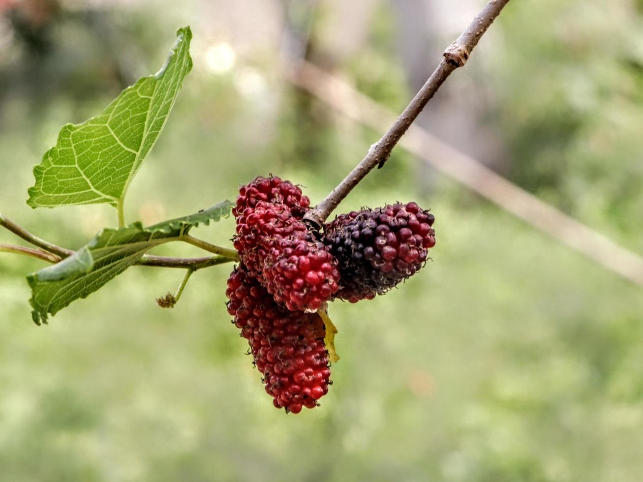 diseño creativo de tomar primeros planos de árboles frutales de espejo rojo con textura de fondo de hoja verde natural foto