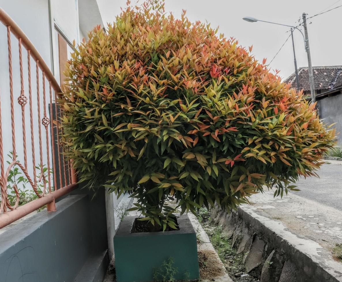 diseño creativo de primeros planos de árboles ornamentales con textura de fondo de hoja verde natural foto