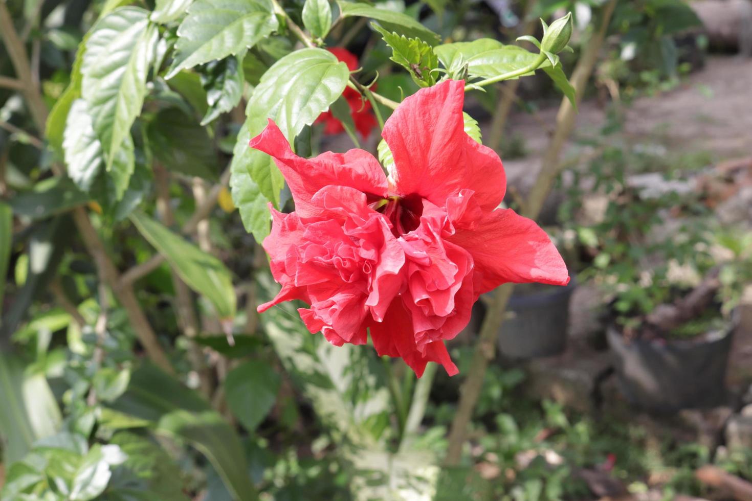 The red shoe flower grows fresh, beautiful, blooms with a natural green leaf background texture photo
