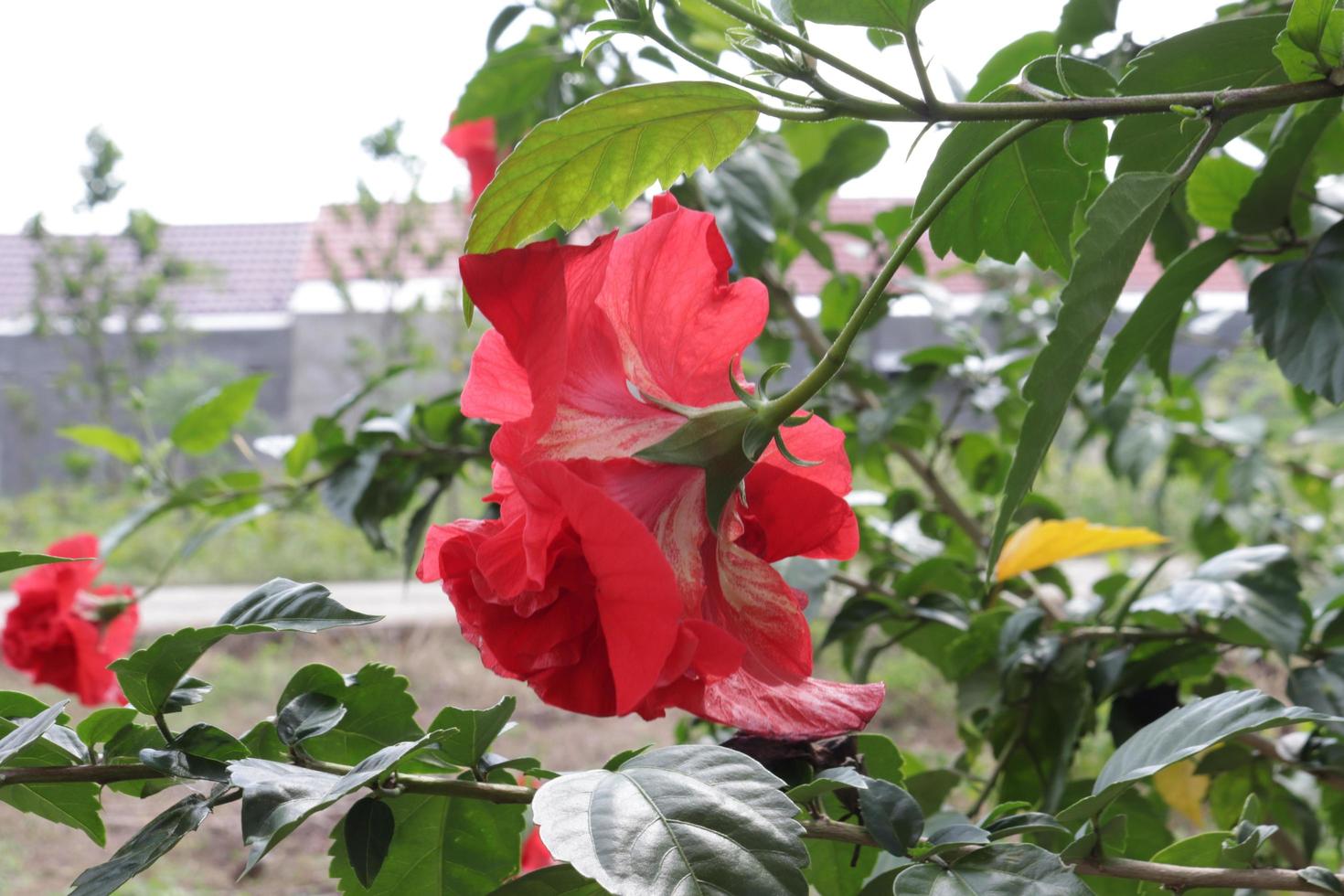 The red shoe flower grows fresh, beautiful, blooms with a natural green leaf background texture photo
