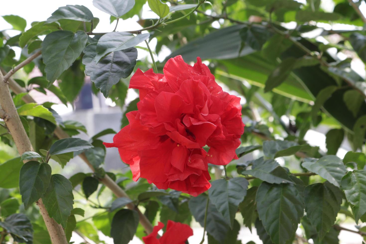 The red shoe flower grows fresh, beautiful, blooms with a natural green leaf background texture photo