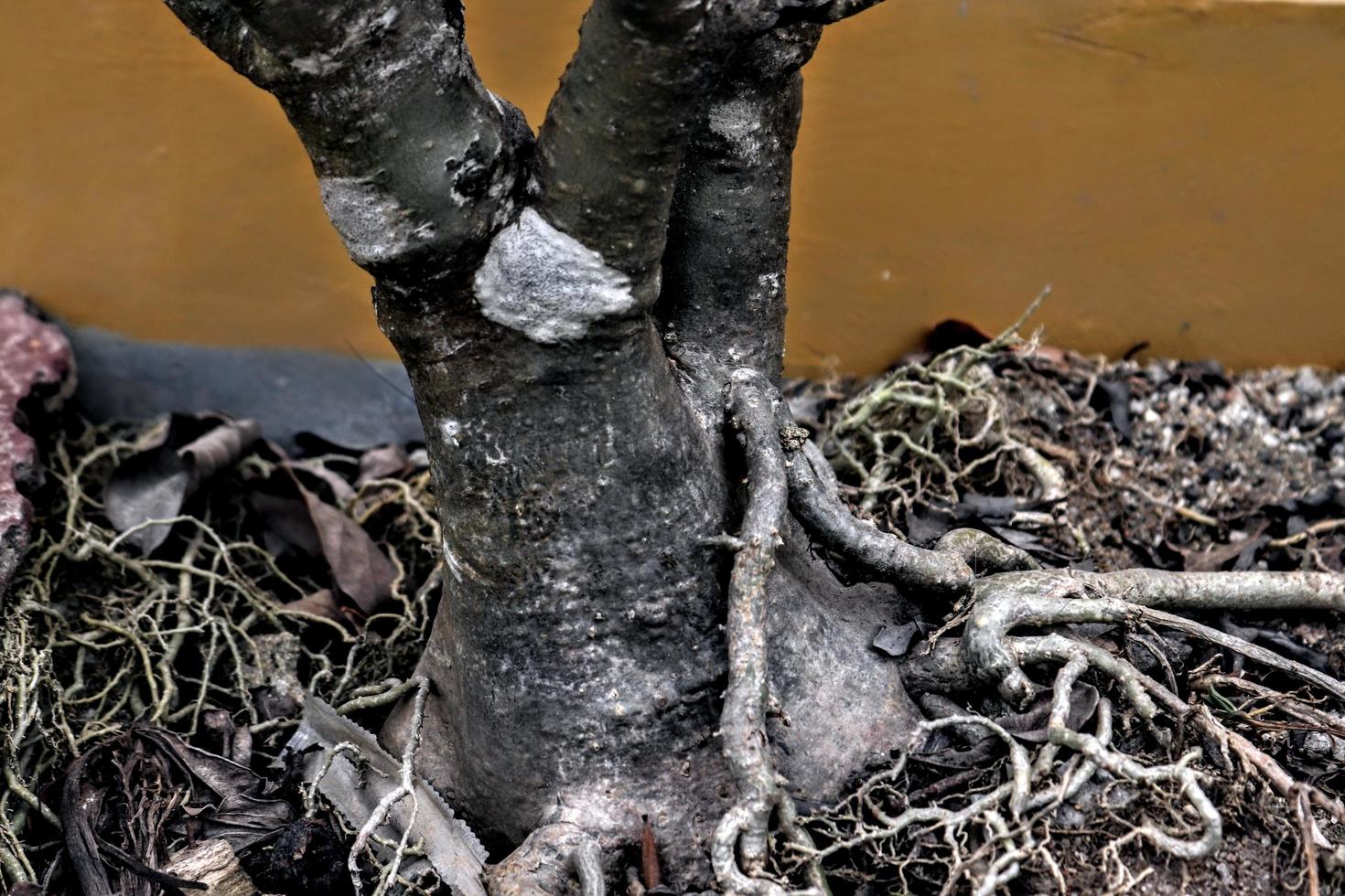 Creative layout of close-up flower tree root taking with natural detail background texture photo