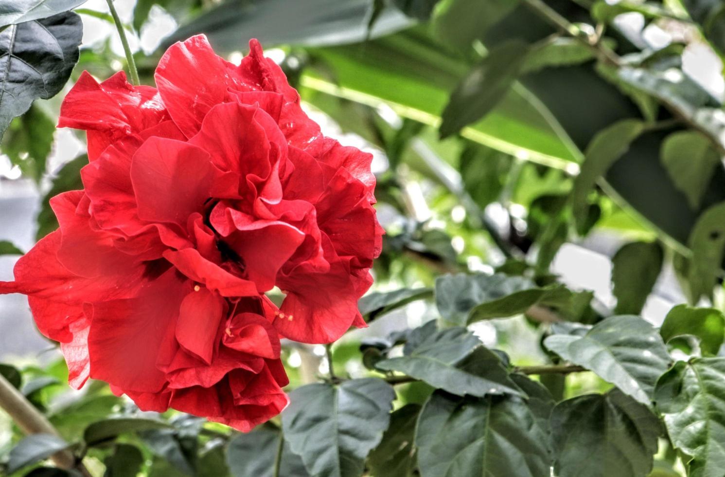 The red shoe flower grows fresh, beautiful, blooms with a natural green leaf background texture photo