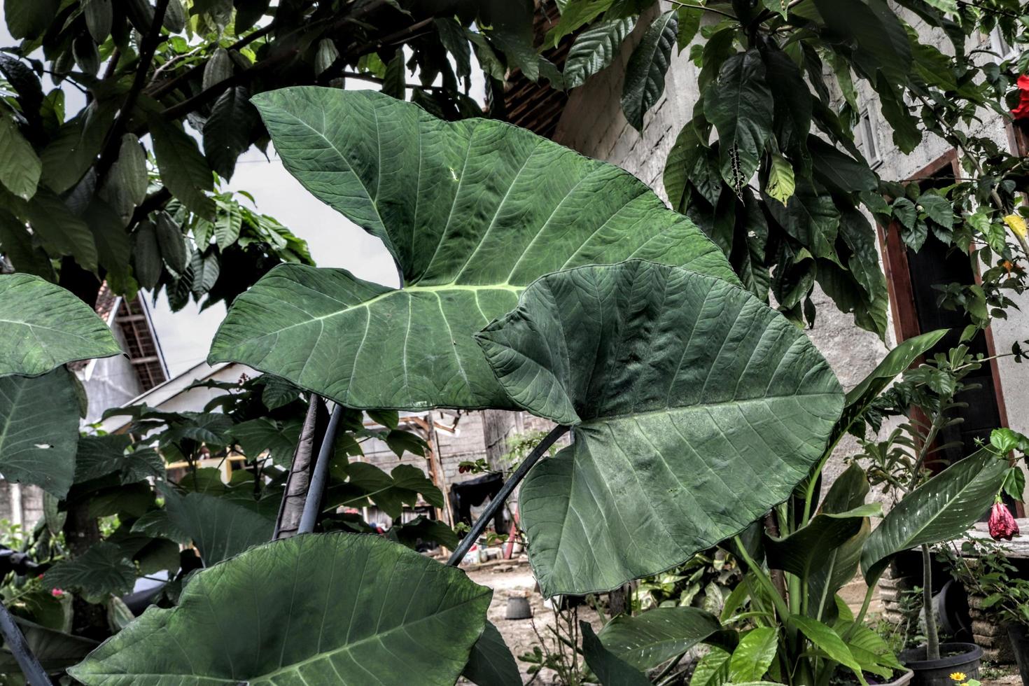 Creative layout of close-up taking of ornamental trees with natural green leaf background texture photo