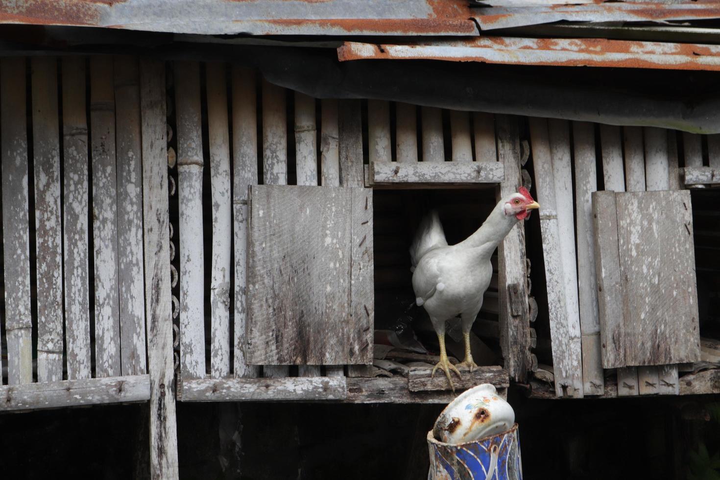 Pet chicken, a tame animal, has wings and lays eggs, with a texture of white fur photo