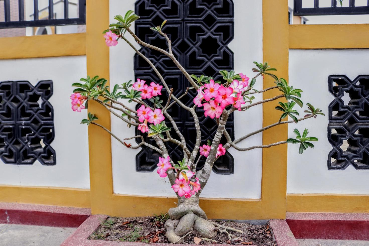 The frangipani flowers have a natural bright pink texture, with a white wall background photo