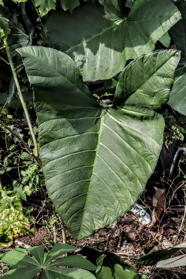 diseño creativo de primeros planos de árboles ornamentales con textura de fondo de hoja verde natural foto