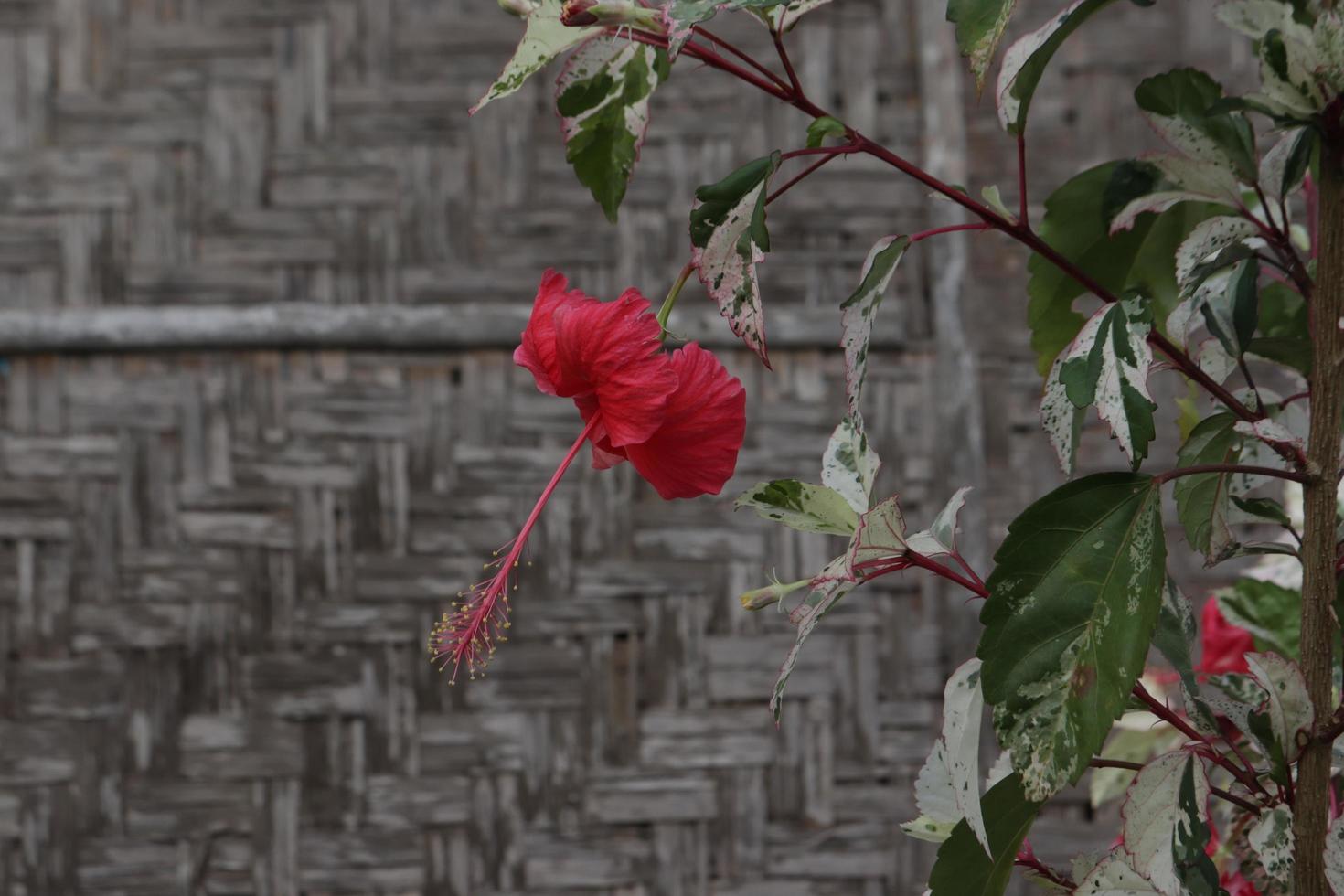 The red shoe flower grows fresh, beautiful, blooms with a natural green leaf background texture photo