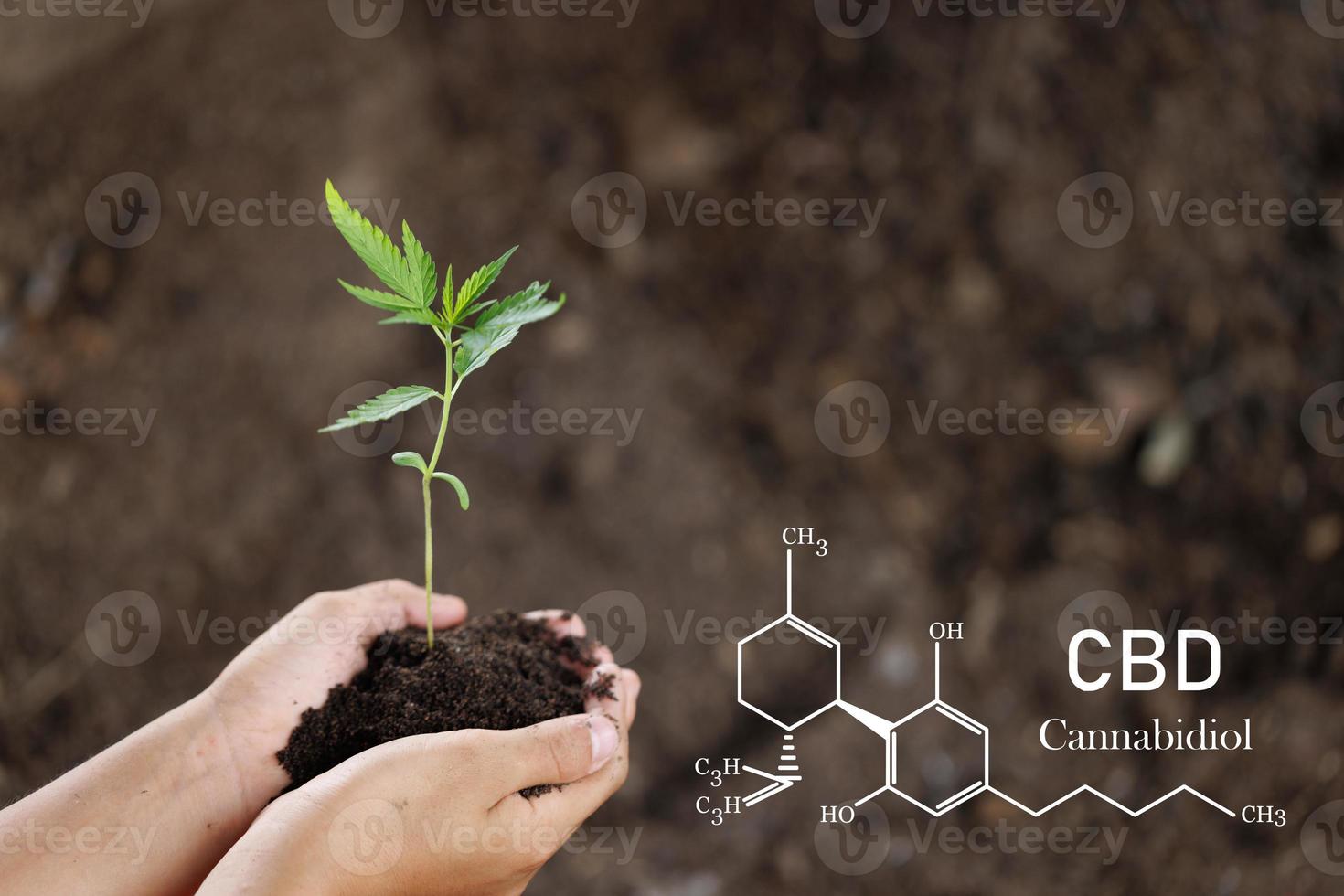 hands holding hemp seedlings in greenhouses, Growing cannabis seedlings, Medical marijuana cultivation concept. photo