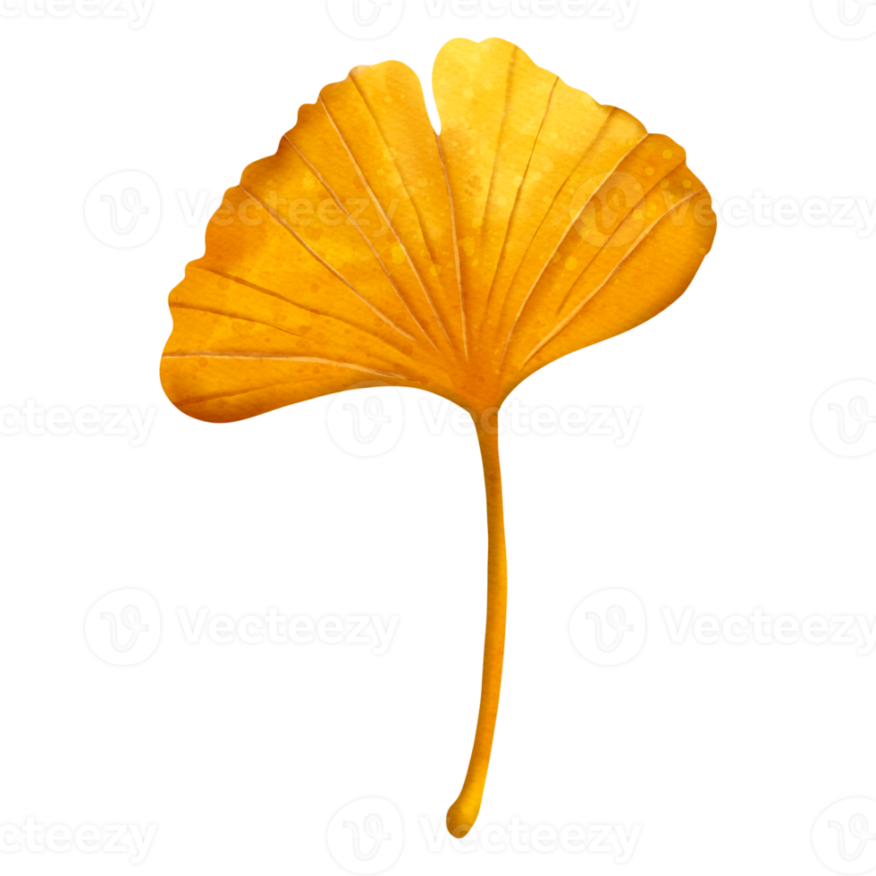 höst vattenfärg gingko löv, höst eller falla djur, vattenfärg illustration png