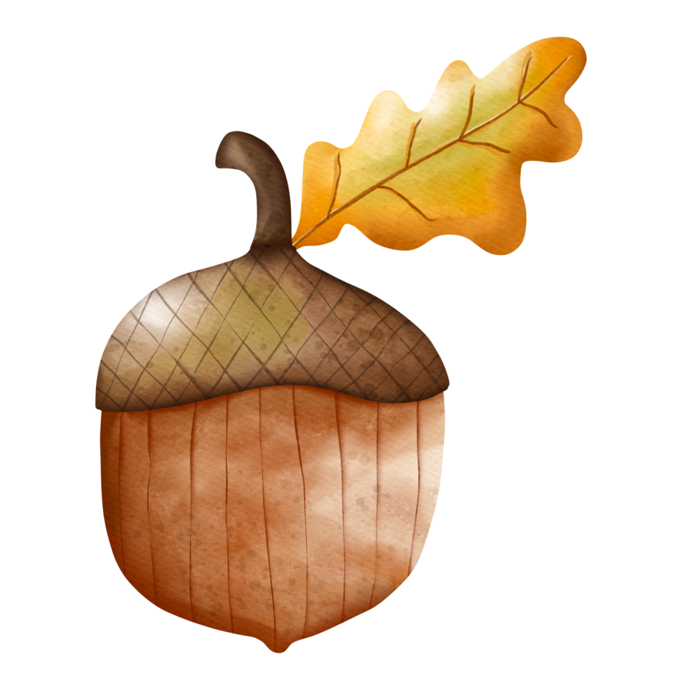 herfst waterverf eikel, herfst of vallen dier, waterverf illustratie png