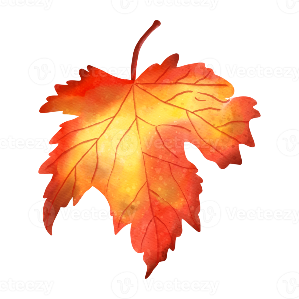 hojas de arce de acuarela de otoño, animal de otoño o otoño, ilustración de acuarela png