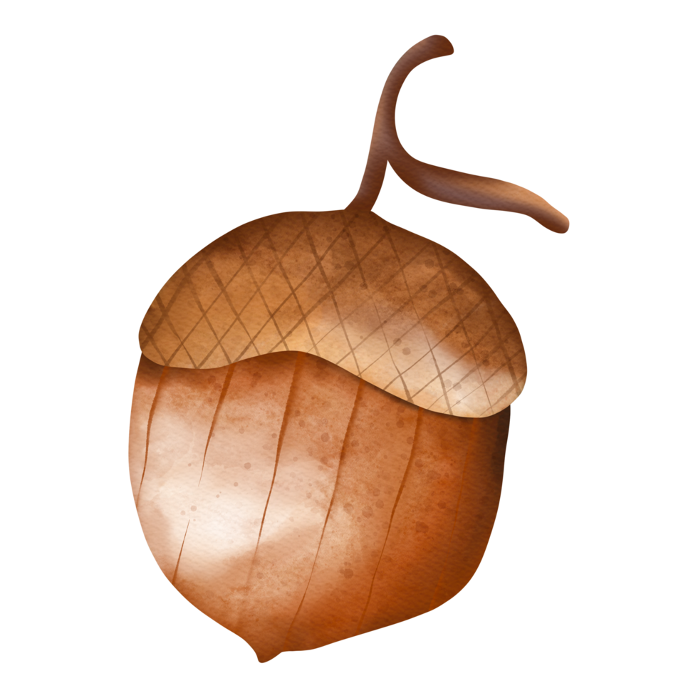Autumn Watercolor Acorn, Autumn or Fall Animal, Watercolor illustration png