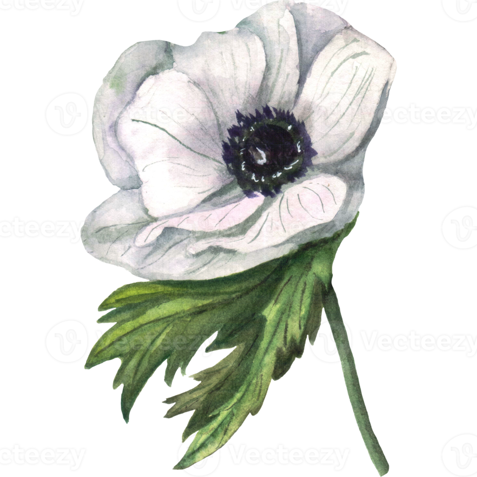 Watercolor hand drawn anemones with leaves png