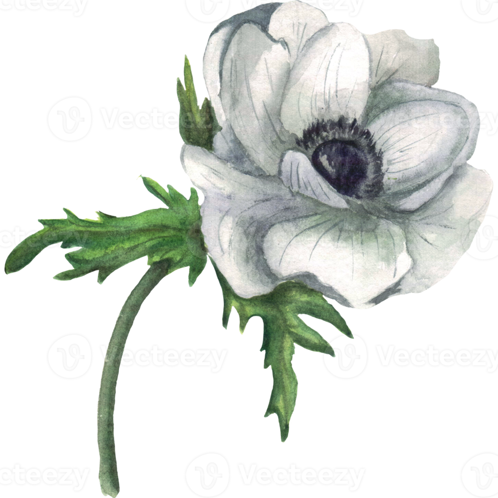 Watercolor hand drawn anemones with leaves png