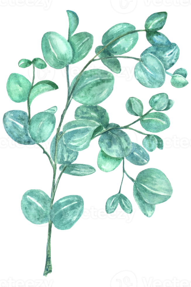 Hand painted watercolor illustration of eucalyptus branches, leaves. png