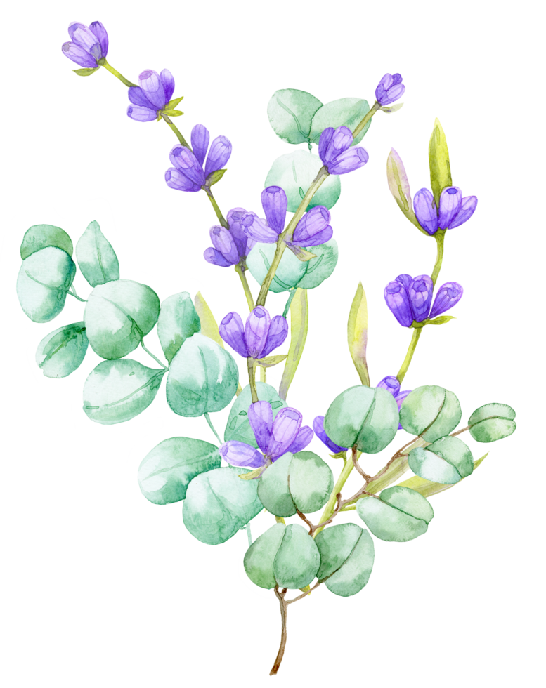 en bukett av grön eukalyptus löv och lila lavendel. vattenfärg illustration hand dragen eukalyptus gren med lavendel- blommor png