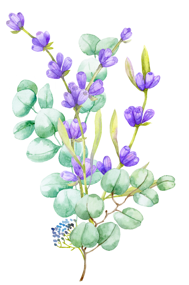 A bouquet of green eucalyptus leaves and lilac lavender. Watercolor illustration Hand drawn eucalyptus branch with lavender flowers png