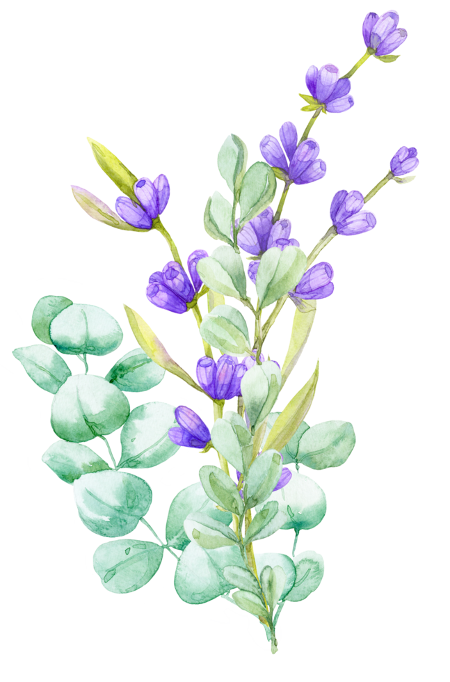 A bouquet of green eucalyptus leaves and lilac lavender. Watercolor illustration Hand drawn eucalyptus branch with lavender flowers png