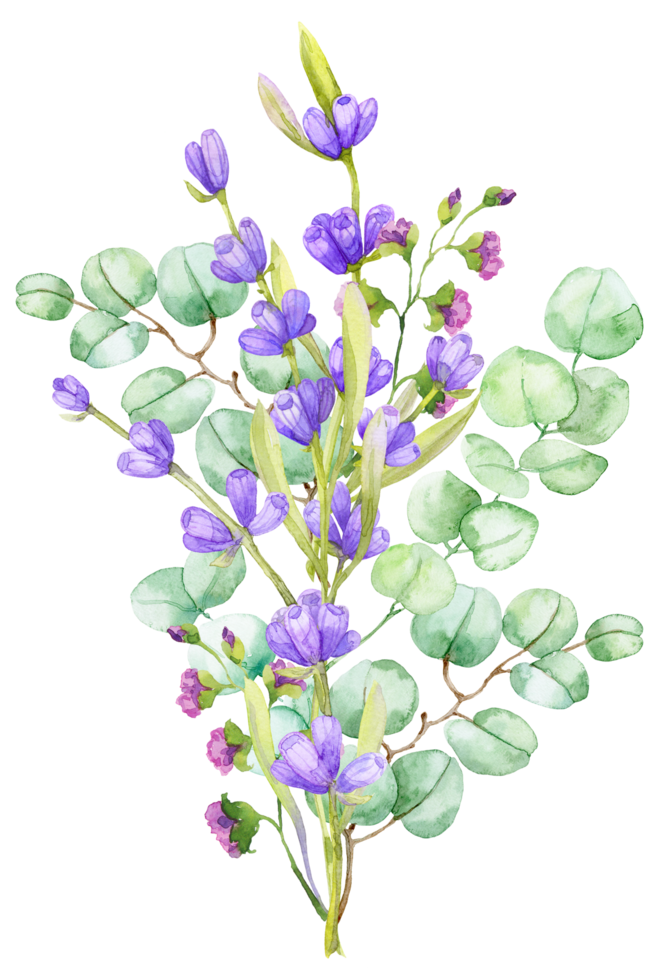 A bouquet of green eucalyptus leaves and lilac lavender. Watercolor illustration Hand drawn eucalyptus branch with lavender flowers png