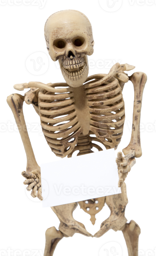 Human skeleton figure holding blank paper sign isolated png