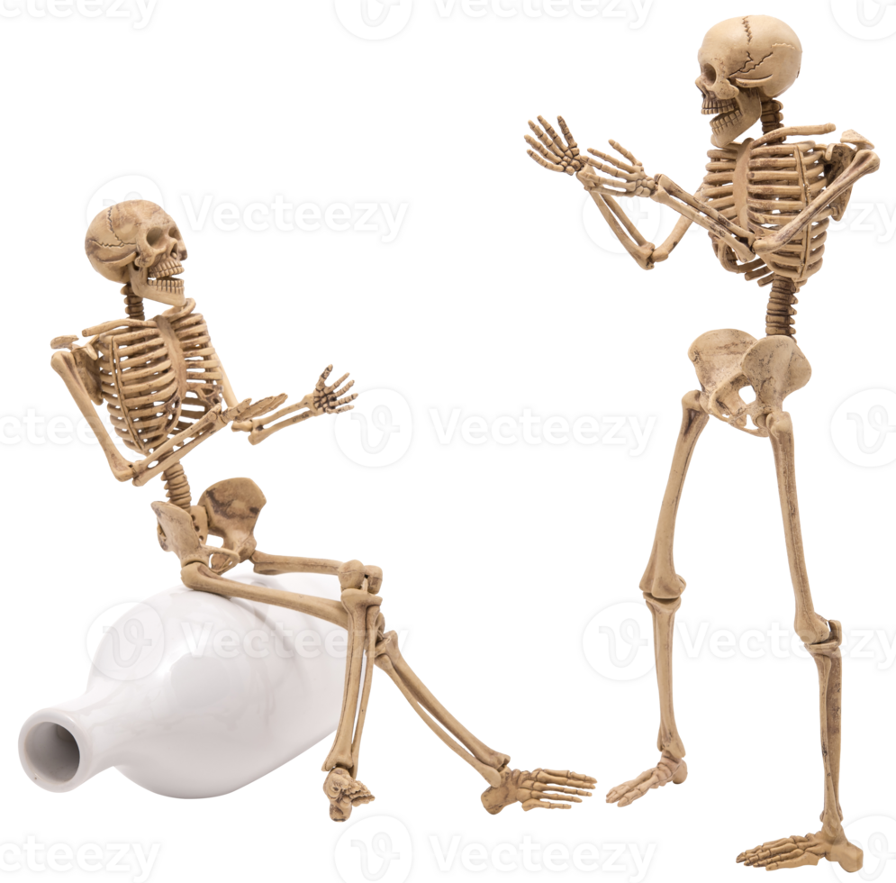 Human skeleton as people talking isolated png