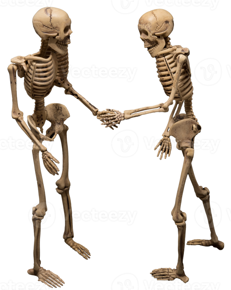 Human skeleton as people talking isolated png