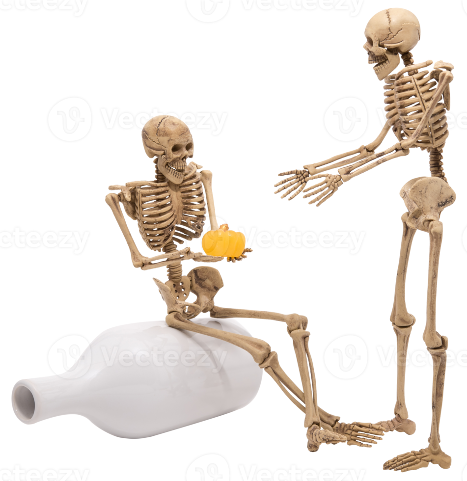 Free Human skeleton as people talking isolated 12447608 PNG with  Transparent Background