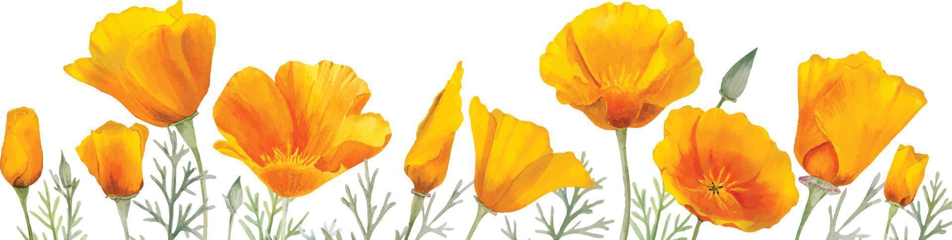 Watercolor orange california poppies flowers vector