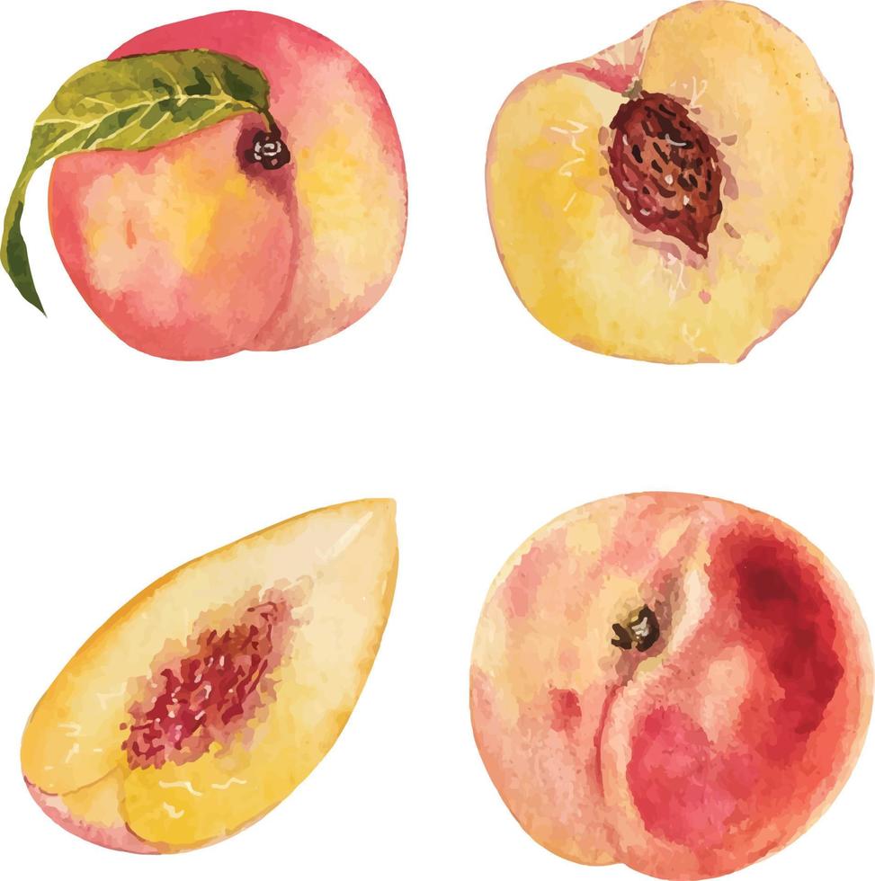 Watercolor peach slices vector