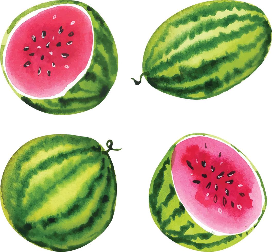 Watercolor watermelon fruit vector