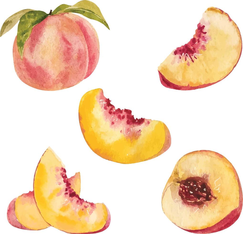 Watercolor peach slices vector