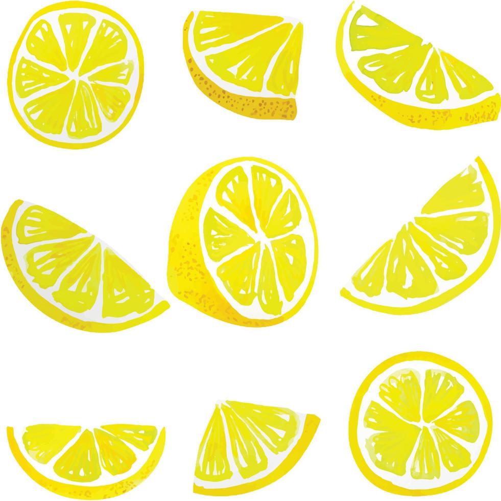 Watercolor lemon slices vector