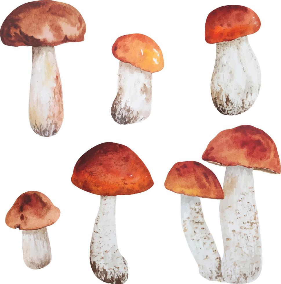 Watercolor white forest mushrooms vector