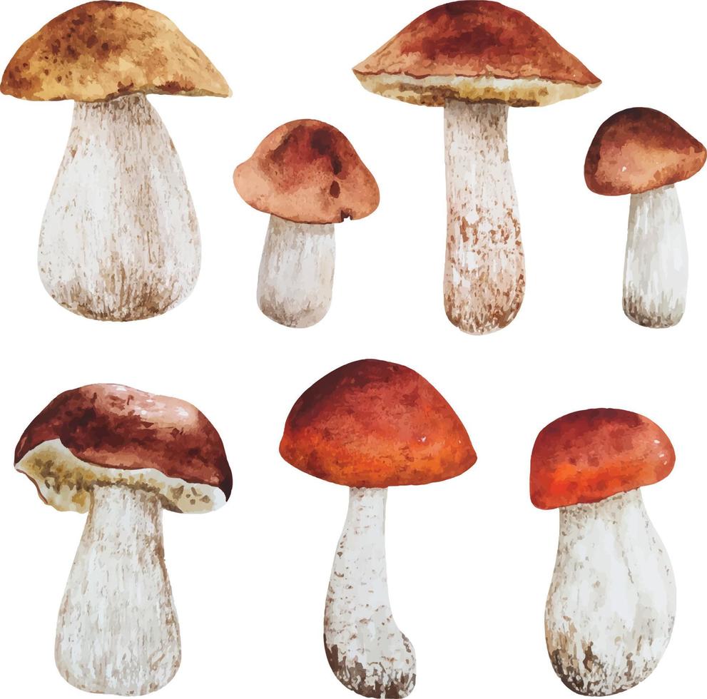 Watercolor white forest mushrooms vector