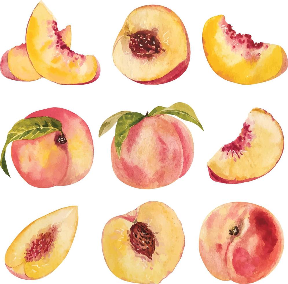 Watercolor peach slices vector