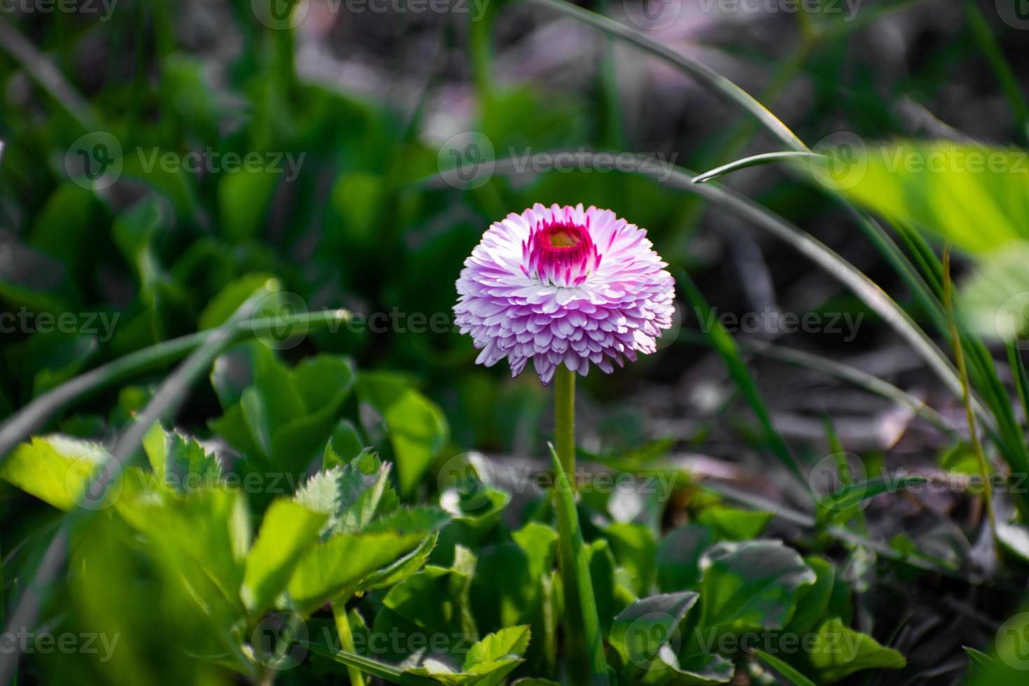 Pink daisy on green field. Daisy flower - wild chamomile. Pink daisies in the garden. Bellis perennis. photo