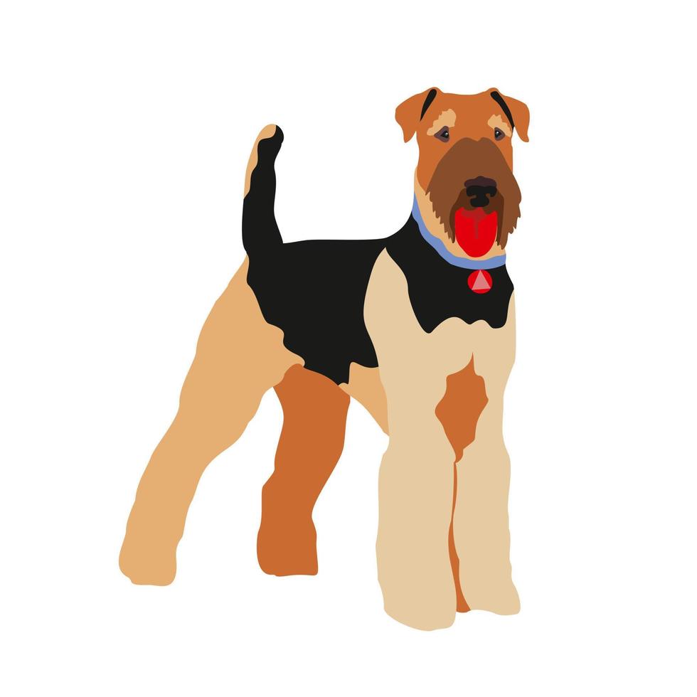 The Airedale terrier can be used as a working dog, as well as a hunting dog. Vector illustration of an airedale terrier dog.