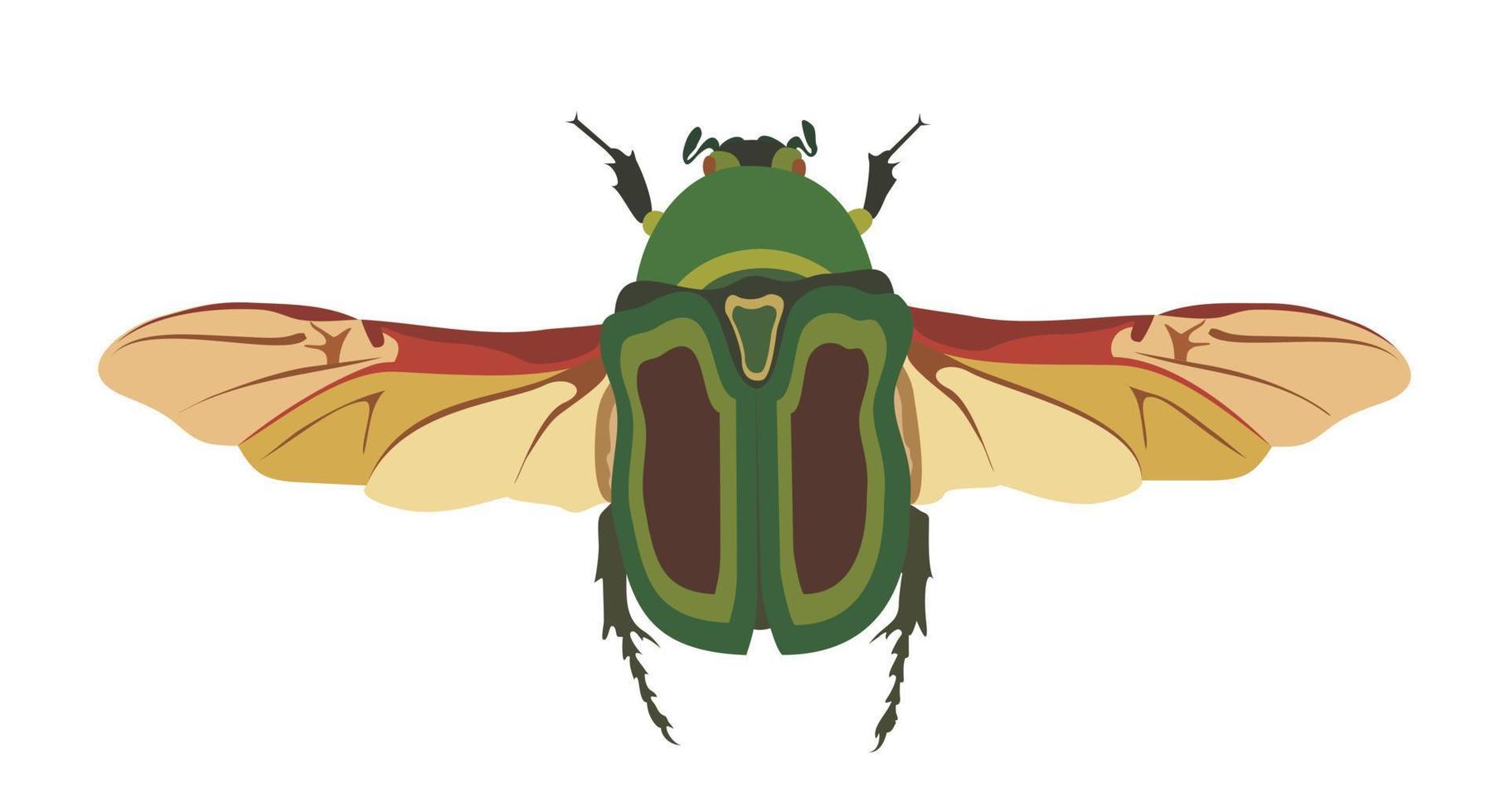 may bug scarab with wings top view, sketch vector graphic color illustration on white background