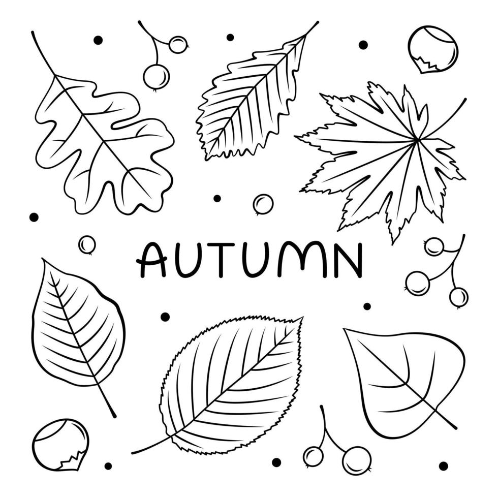 contoured black and white icons of autumn leaves or autumn foliage. Vector isolated set of maple, oak or birch and rowan leaves.