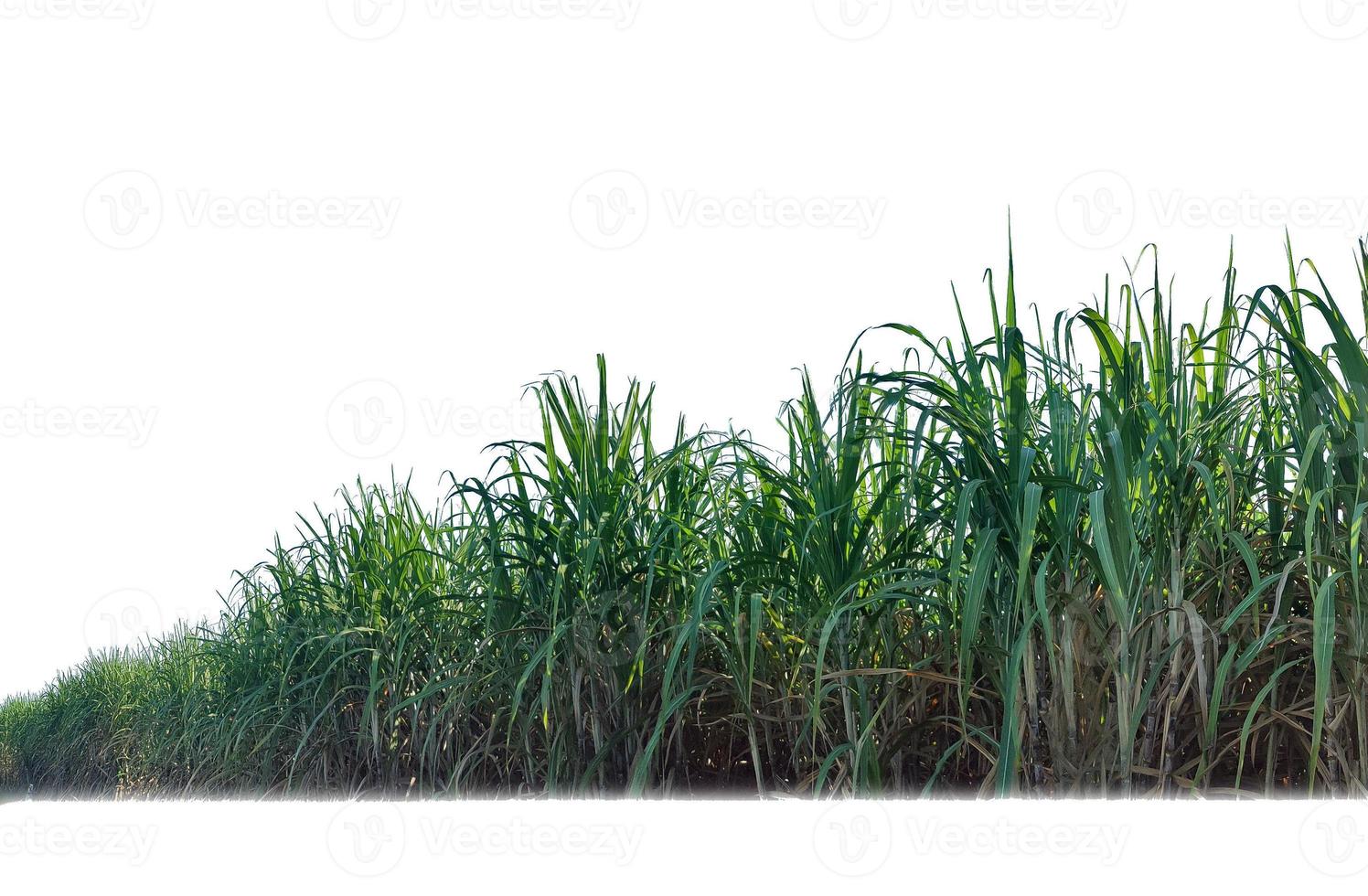 Sugar cane isolated on white background and cliping path photo