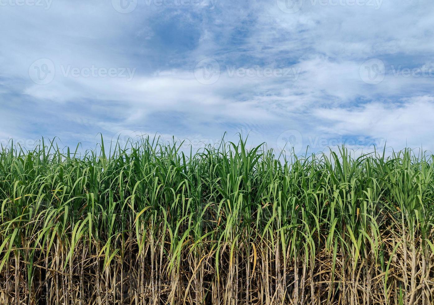 Sugarcane fields and blue sky photo