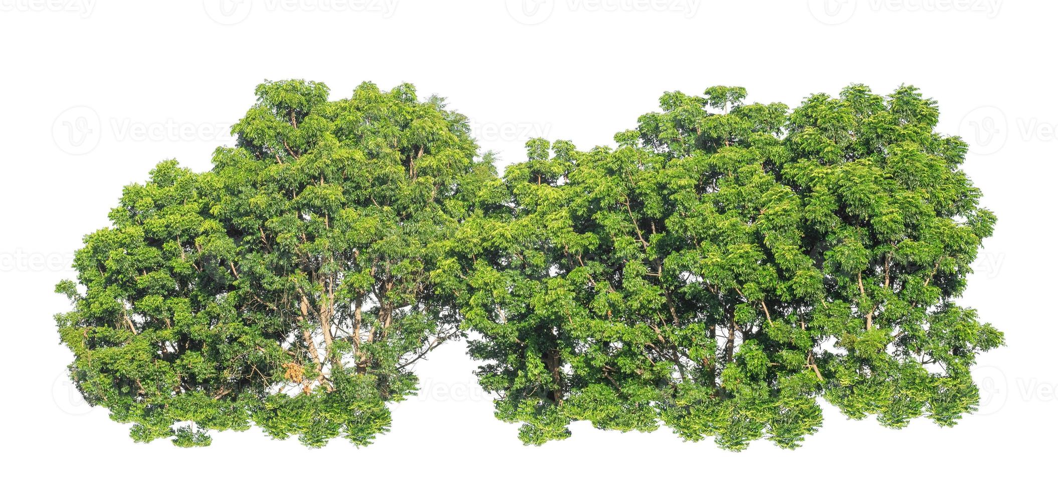 green trees isolated on white background. are forest and foliage in summer for both printing and web pages photo