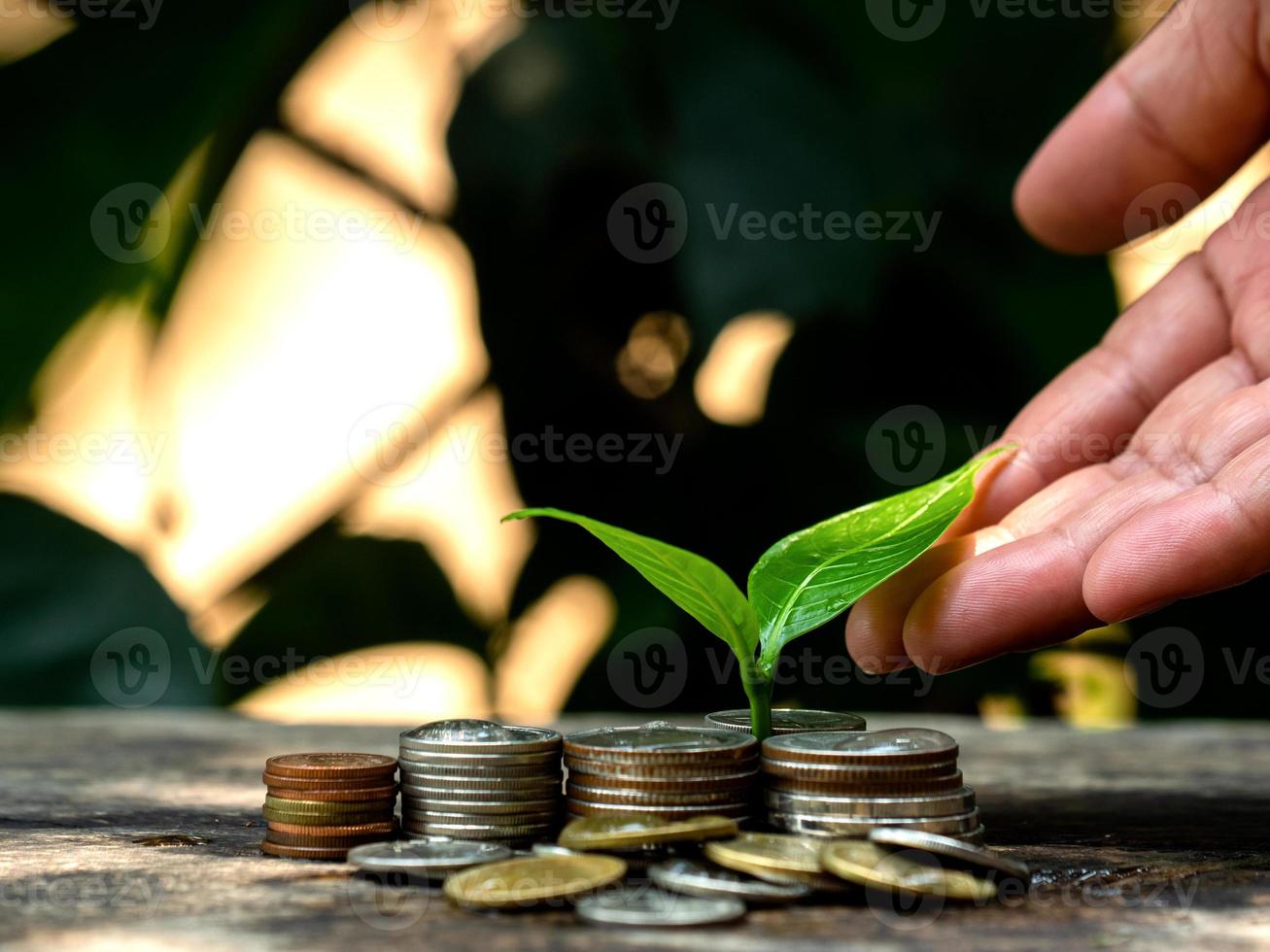 Ideas for Saving Money and Economic Growth The saplings that grow on piles of coins have a natural backdrop. photo