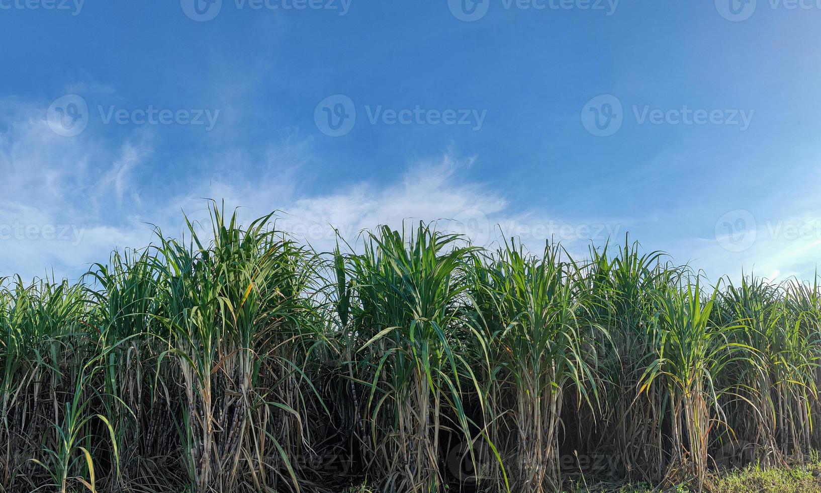 Sugarcane fields and blue sky photo